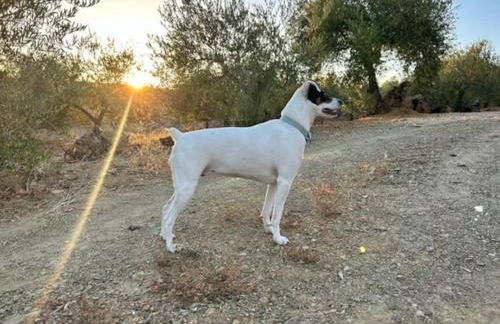 Casa Caraza. Un olivar con vistas al castillo de Juego de Tronos - Foto 30