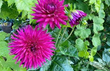 Quinta das flores - Foto 21