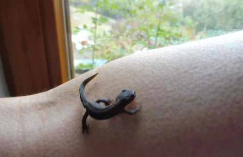 Kleine Villa im wilden Garten - Foto 26