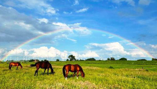 Ferienhof Reimers - Foto 3