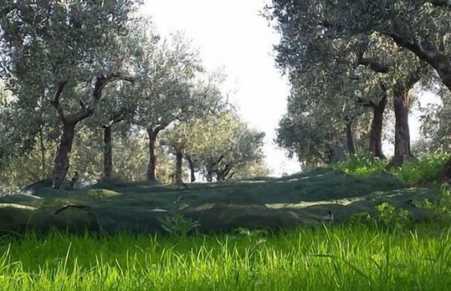 Angelucci Agriturismo con Camere e Agri Camping - Photo 47