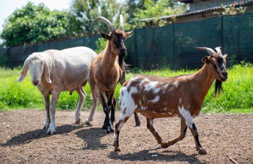 Agriturismo La Fucina - Foto 63