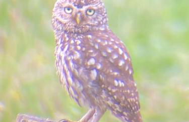 Villenouan domaine et gites - Photo 11