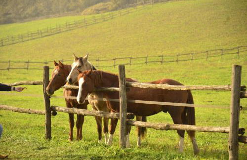 Origine Country Farm - Photo 20