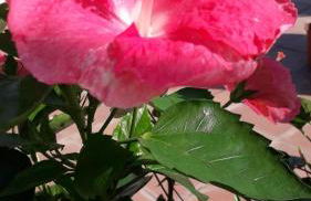 AQUAMARINE Relaxing Capri Suites - Foto 60