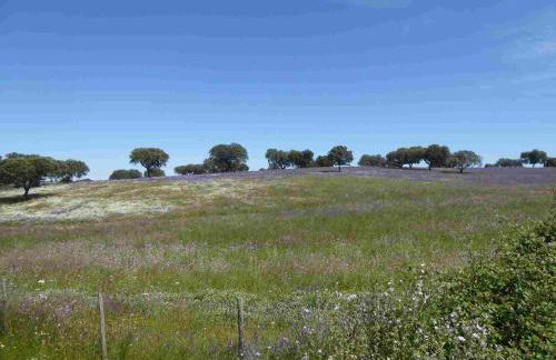 Herdade Joana Dias by PortusAlacer - Foto 19