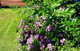 Antonówka - Foto 14