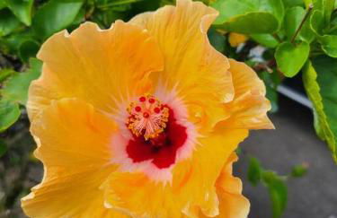 Unique Lava House by steaming crater - Photo 53