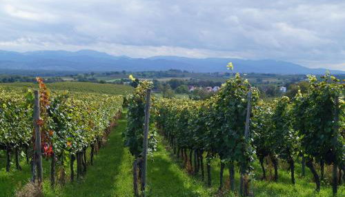 Weingut Landmann Ferienwohnungen - Foto 5