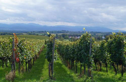 Weingut Landmann Ferienwohnungen - Foto 5