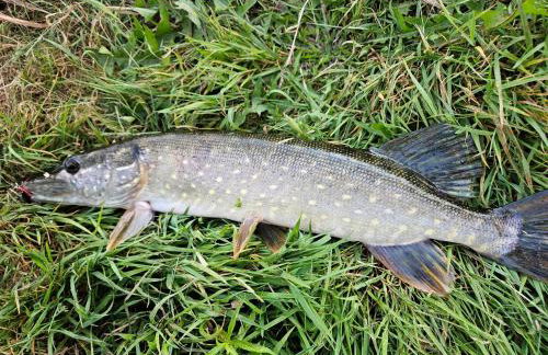 Dom z linią brzegową Narwi 2 - Photo 4