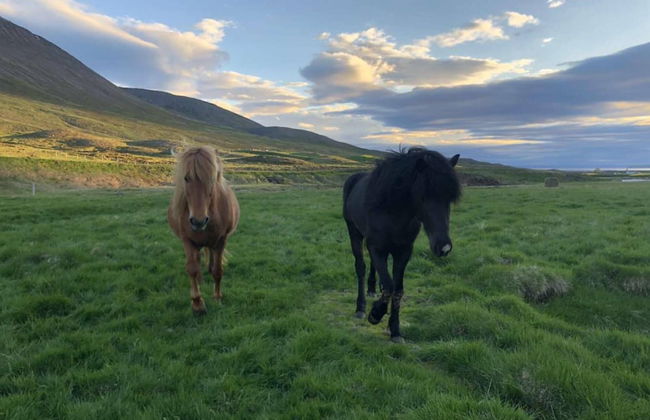 Álftártunga farm guesthouse - Foto 51