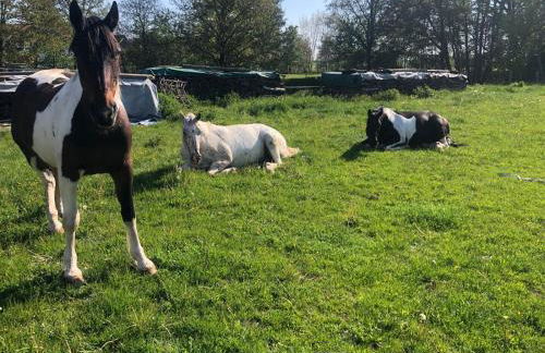 Ferienwohnung Lippert - Photo 17