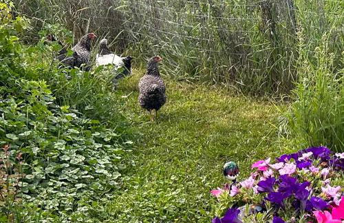 Peaceful Vacation Getaway, Private Yard, Hot Tub, 360 Views, Cozy Cottage in the heart of the Bitterroot Valley, Sage Cottage 406 - Foto 38