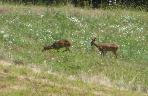 Lou fredou - Foto 17