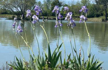 l'Héberge du Lac d'Isachris (Médoc) - Foto 7