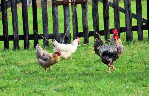 Müllers Hof Ferienwohnung/Pension - Foto 14