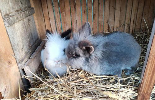 Letnia Oaza "Akacja" - Foto 32