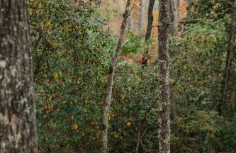 Log Cabin with Mountain View and Privacy - Foto 60