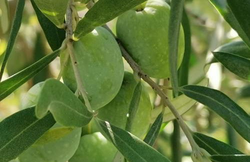 La Fattoria Dei Nonni - Foto 48