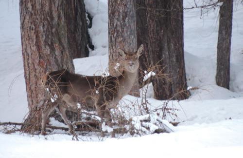 Cesa al Monech - Foto 37