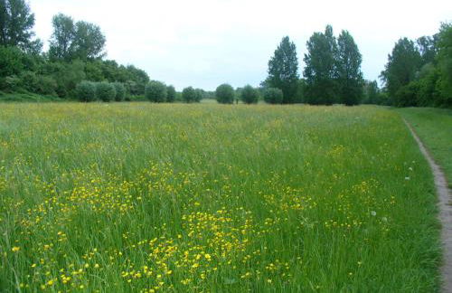 Ferienwohnung Rheinaue - Foto 37