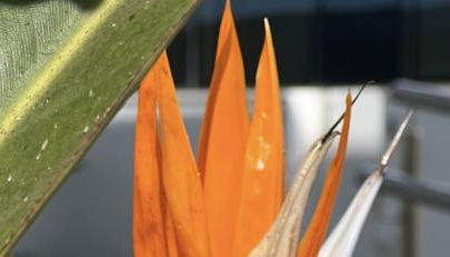 Ancla Real Del Puerto De Santa Maria - Foto 5