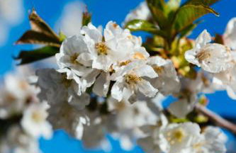 Vasilikata - Foto 98