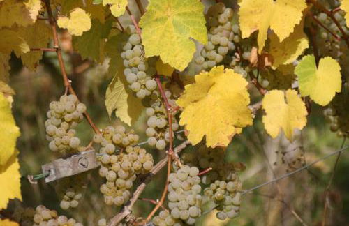 Landhaus Goeres - Foto 43