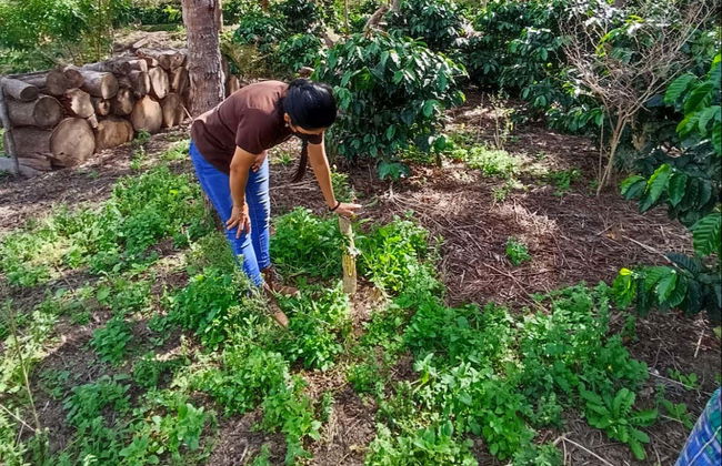 Tour del café por la finca la Zotea - Foto 2