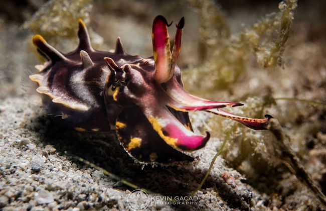 BADLADZ Staycation Condos - Foto 55