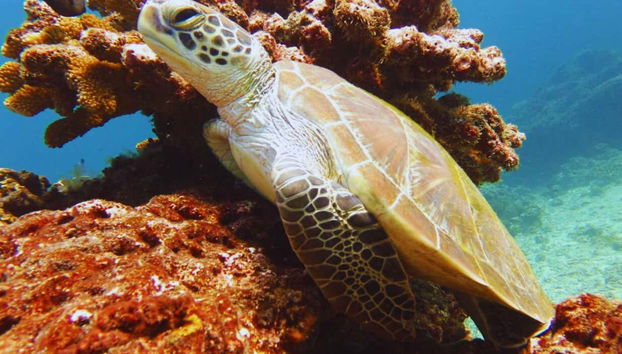 PADI Open Water Course - Foto 4