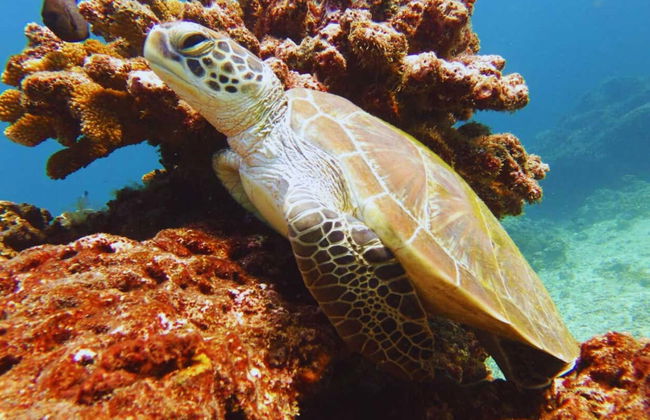 PADI Open Water Course - Photo 4