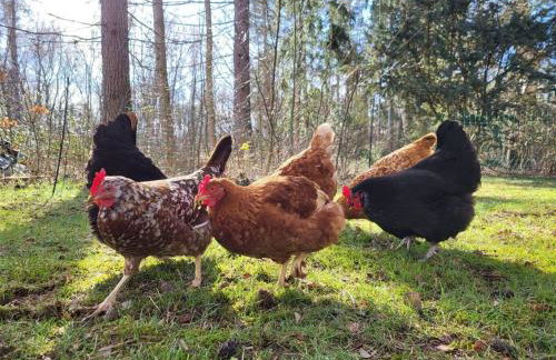 Poggenhagen Urlaub mitten in der Natur - Foto 18