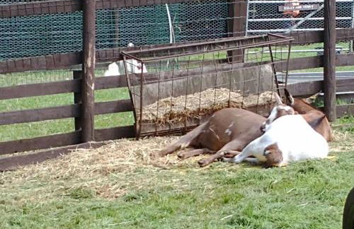 The Willow (Alton Towers, Animals, Peak District) - Foto 45