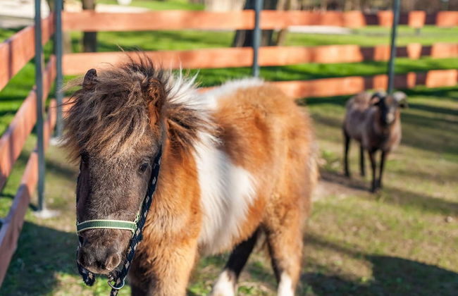 Niechorze Apartment Near Baltic Beach - Photo 21