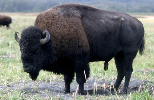 Secluded Waterfront Cottage Rental near Anchorage, Alaska - Foto 19