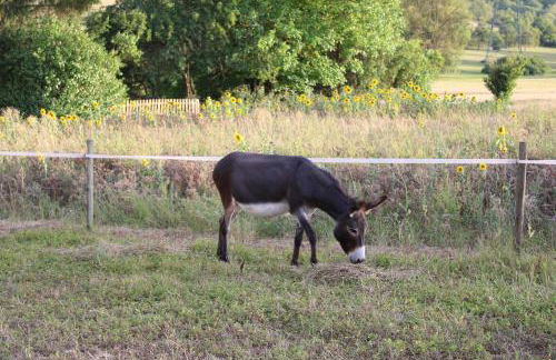 Ferienhaus Landliebe - Foto 6