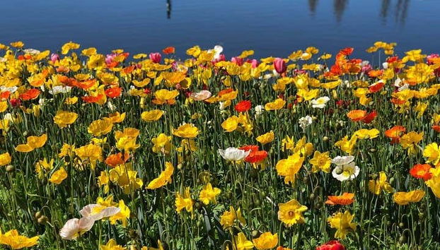 Pasearemos por campos de flores coloridas