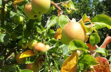 Apfelscheune Cannewitz - Foto 65