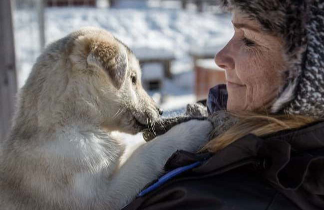 Husky Dog Sled Ride - Photo 5