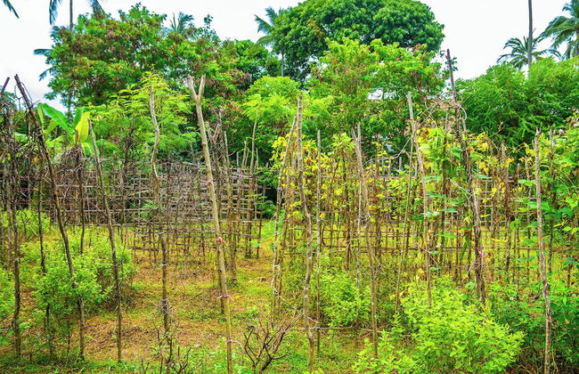 Villa Waimarie - Foto 27