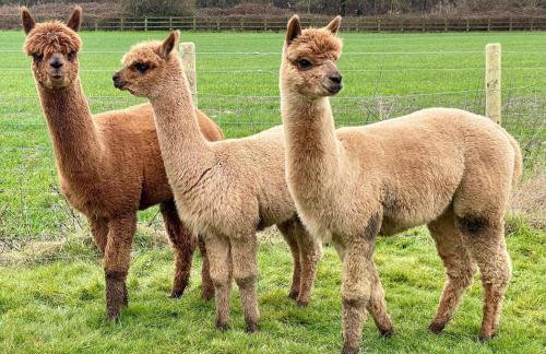 The Granary Smeeth - Foto 6