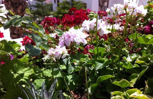 Zera Bodrum - Photo 77