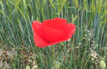 Ferienwohnung im Zentrum - Photo 15