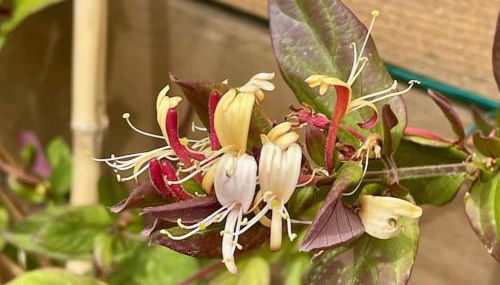Villa superbe vue mer calme sans vis-à-vis - Foto 4