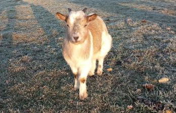 Ma roulotte adorée - Foto 9