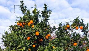 Moradia santa comba - Photo 5, Garden