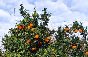 Moradia santa comba - Foto 35