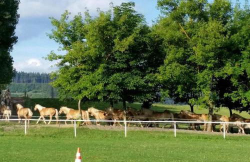 Haflinger Reiterhof Meura - Foto 27